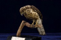 鳳頭蒼鷹藏品圖，第1張